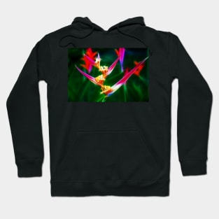 Bird of Paradise Hoodie